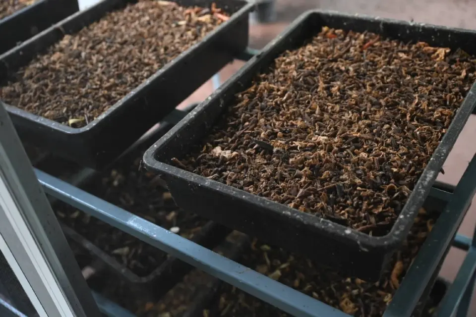 “น้ำมันพืชกุ๊ก” ปั้น 3 โรงเรียนต้นแบบ เปลี่ยนขยะเป็นทองด้วยนวัตกรรม BSF