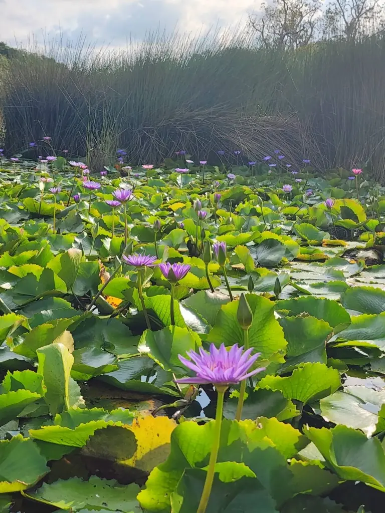 เปิด 7 พิกัด เที่ยวระยอง คาเฟ่ ร้านอาหารเด็ด GO Local Eat Local Go Hotel บุฟเฟ่ต์ทุเรียน ปังๆ