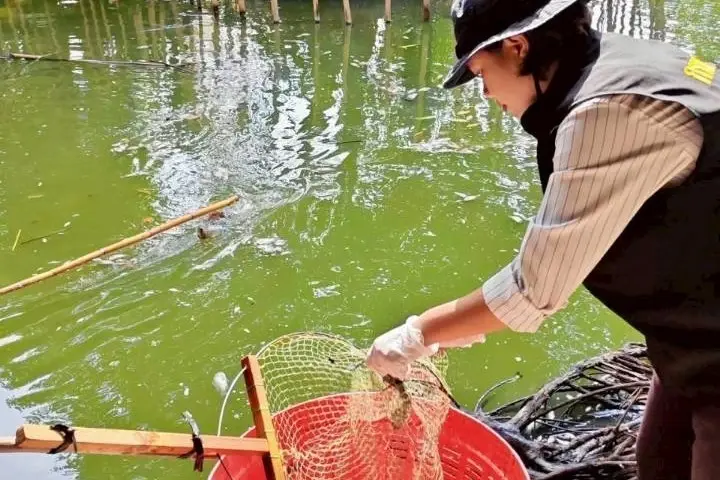 สมุทรปราการพลิกโจทย์ “ปลาหมอคางดำ” เป็นโอกาสชุมชน ใช้เลี้ยงปลากะพง