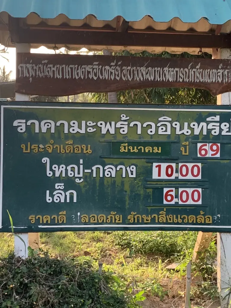 ชาวสวนประจวบฯ ลุกฮือ มะพร้าวราคาร่วง เหลือ 10 บาท จี้รัฐหยุดนำเข้า