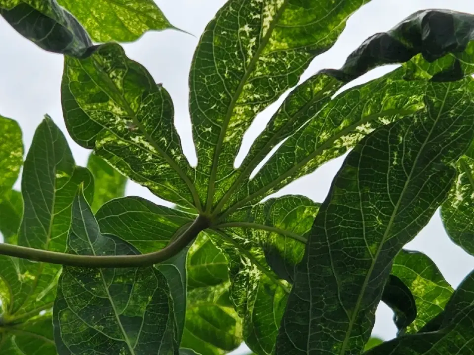 กรมส่งเสริมการเกษตร ลุยลดโรคใบด่างมันฯ ตั้งเป้าลดระบาด 30%