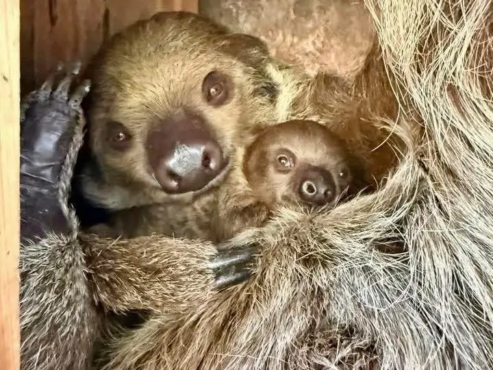 สวนสัตว์เปิดเขาเขียว อวดโฉม ‘ลูกสลอธสองนิ้ว Linnaeus's Two-toed Sloth’