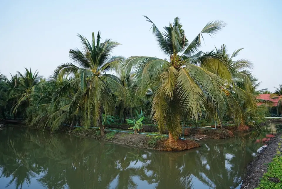 พาณิชย์ เตรียมถก 20 บริษัท แก้ปัญหาราคามะพร้าว 12 มี.ค. นี้