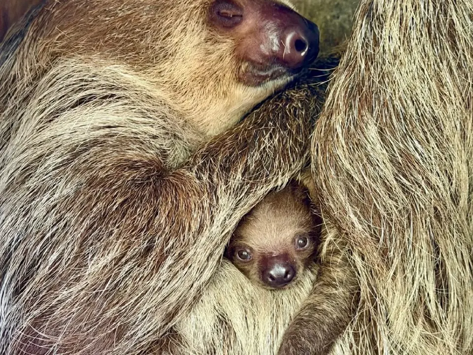 สวนสัตว์เปิดเขาเขียว อวดโฉม ‘ลูกสลอธสองนิ้ว Linnaeus's Two-toed Sloth’