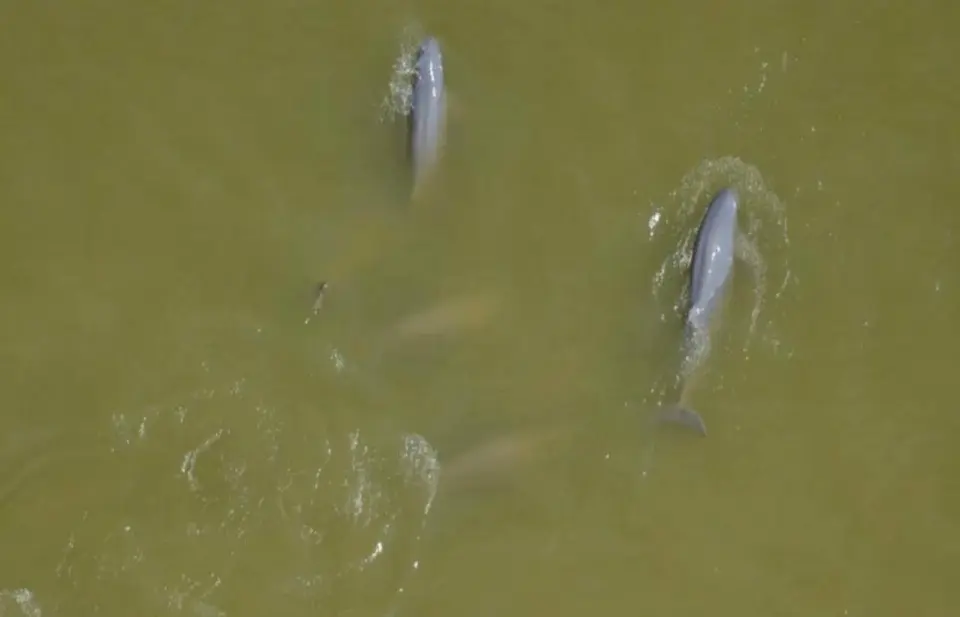 กางโรดแมป 5 ปี ทุ่ม 400 ล้าน กู้ชีพ ‘โลมาอิรวดี’ ลมหายใจของทะเลสาบสงขลา