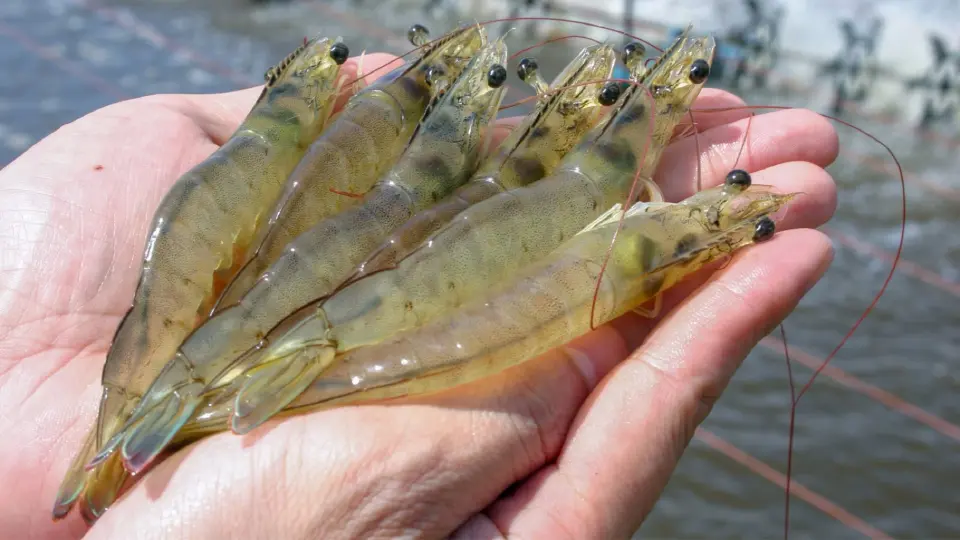 กุ้งไทยได้เปรียบภาษีสหรัฐ  เกษตรกรเร่งเลี้ยง ดันผลผลิตทะลุ 4 แสนตัน