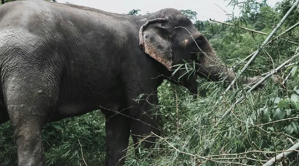 13 มีนาคม “วันช้างไทย” สัตว์คู่บ้านคู่เมือง สัตว์ประจำชาติไทย