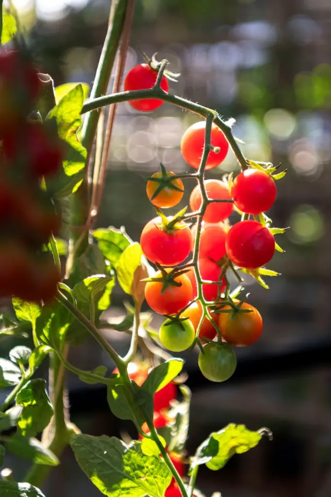 ผักซองอีซี่ เมล็ดพันธุ์คุณภาพสูง งอกดี โตไว เพื่อคนปลูกยุคใหม่