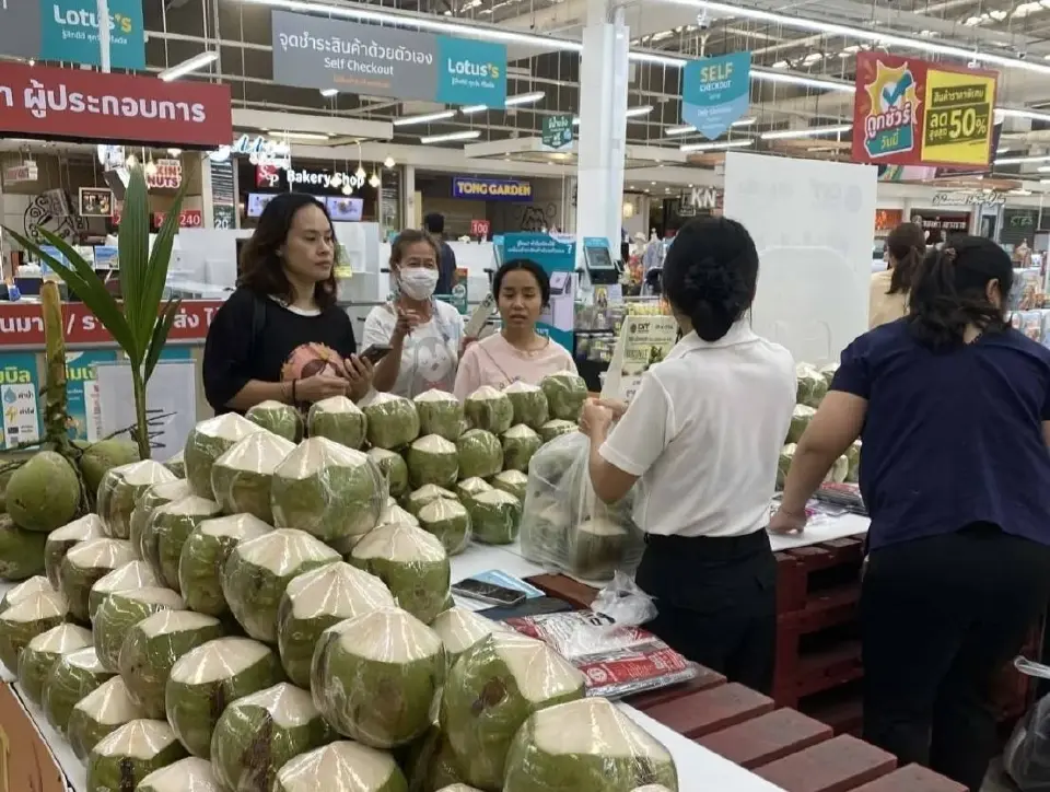 DIT ดึงแม็คโคร–โลตัส รับซื้อมะพร้าว 6 ล้านลูก แก้เกมผลผลิตล้นตลาด พยุงราคาหน้าสวน