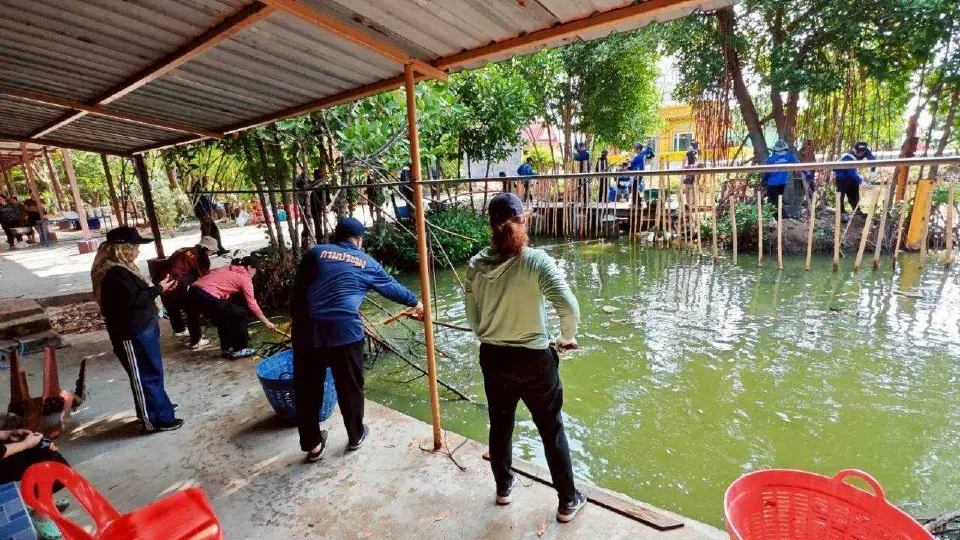 สมุทรปราการพลิกโจทย์ “ปลาหมอคางดำ” เป็นโอกาสชุมชน ใช้เลี้ยงปลากะพง