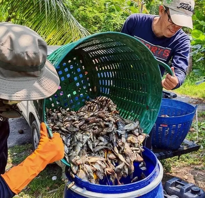 สมุทรปราการพลิกโจทย์ “ปลาหมอคางดำ” เป็นโอกาสชุมชน ใช้เลี้ยงปลากะพง