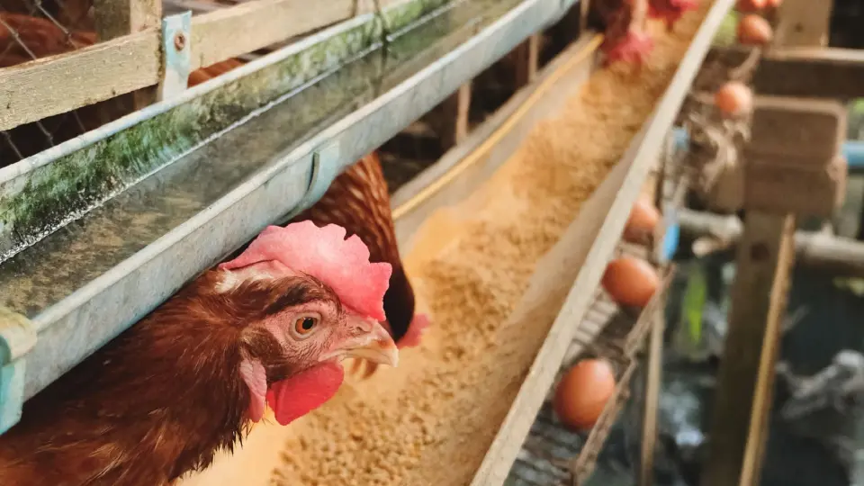 ไข่ไก่ขึ้นราคา 20 สตางค์ แตะ 3.40 บาท-เปิดต้นทุนจริง 3.26 บาท เกษตรกรยัง 'ขาดทุนสะสม'