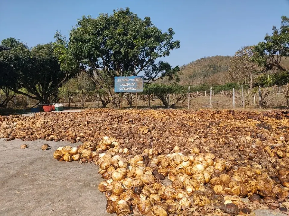 บิ๊ก กยท. ชี้สงครามตะวันออกกลางพ่นพิษ ทุบราคายางแผ่นร่วง 1.79 บาทต่อกิโลกรัม