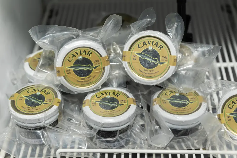 ยกดอยมาไว้ที่พารากอน! ชิมปลาเทราท์-คาเวียร์สด ในงาน Royal Project 2026