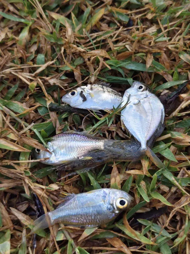 ประมงนครศรีธรรมราชลงพื้นที่ขนาบนาก สำรวจปลาต่างถิ่นพบหลากหลายชนิด