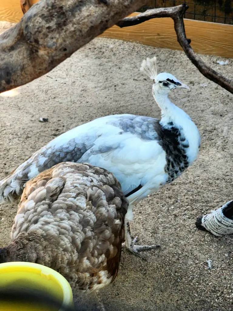 เปิดวาร์ป! โฉมใหม่ 'อนันตรา หัวหิน' รีสอร์ทสวยติดแกลม โอเอซิสริมทะเล