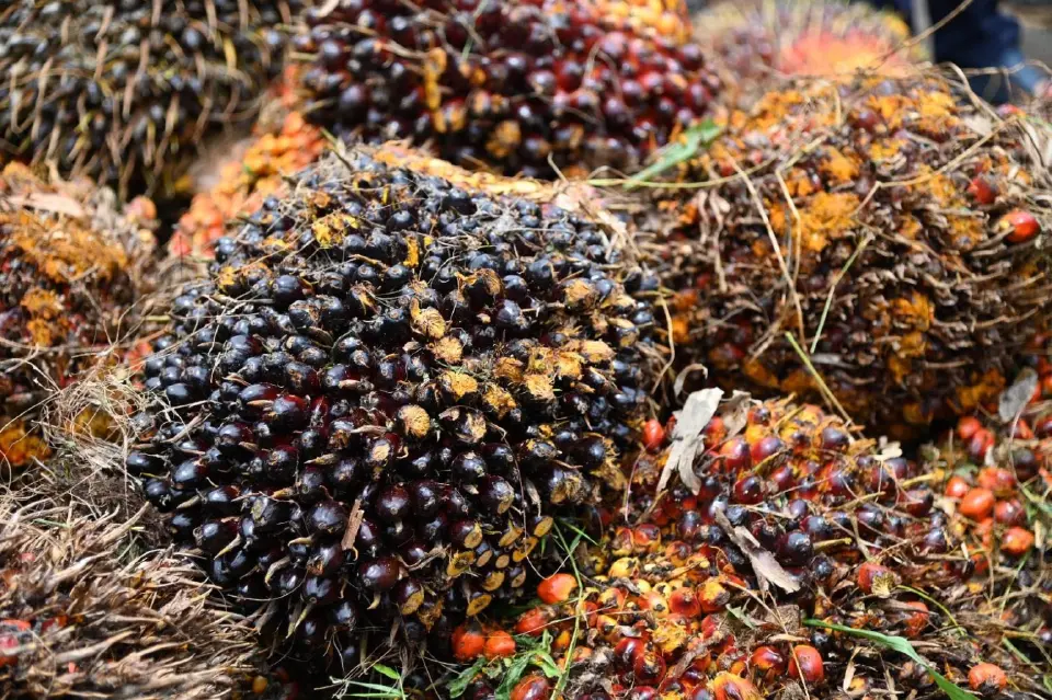 พาณิชย์คุมเข้มลานเท–โรงงานหลังสงกรานต์ สกัดกดราคาปาล์ม รับดีมานด์พลังงานพุ่ง