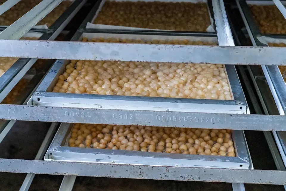 พลังงานดันเศรษฐกิจฐานราก ลำไยอบแห้งตาก โต 11 เท่า แตะ 1.2 ล้าน