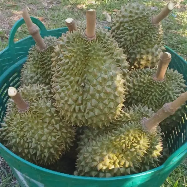 “ทุเรียน” ครองแชมป์เบอร์ 1 ขนส่งผลไม้! ไปรษณีย์ไทย หั่นค่าส่ง EMS 20% หนุนเกษตรกร