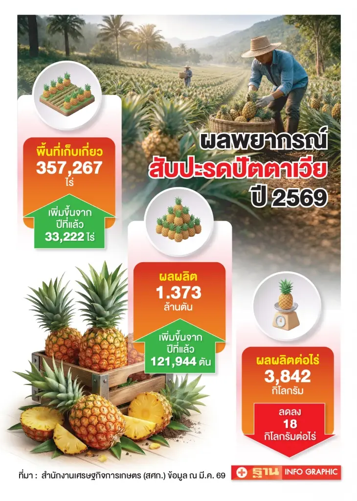 สับปะรดล้นตลาด! เสี่ยงหลุด 3 บาท/กก. โรงงานรับไม่ไหว จ่อเน่าคาสวน