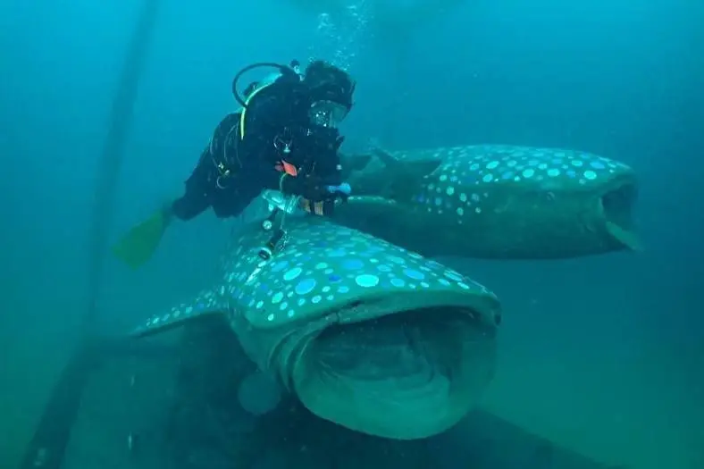 “ปตท.สผ.” ปั้น ‘Ocean for Life’ เกาะเต่า ฟื้นทะเล-เปิดแหล่งดำน้ำใหม่ หนุนรายได้ยั่งยืน