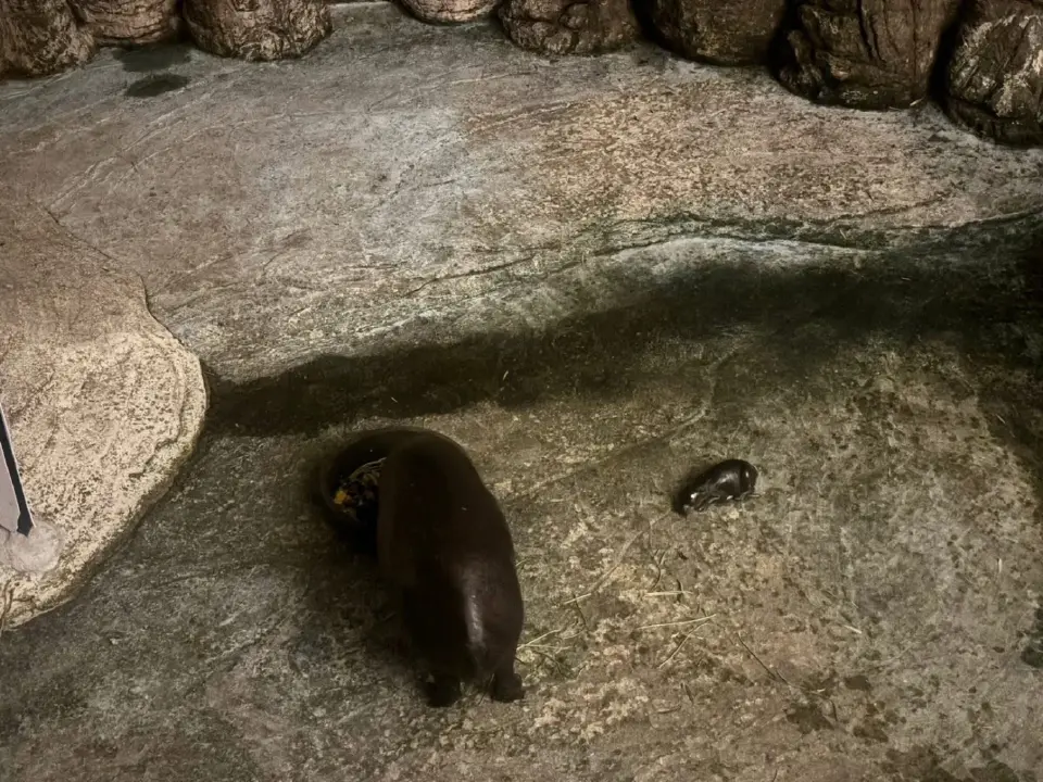 "แม่หมูกรอบ" คลอดแล้ว หลานสาวหมูเด้งตัวตึงใหม่ สวนสัตว์โคราช (มีคลิป)