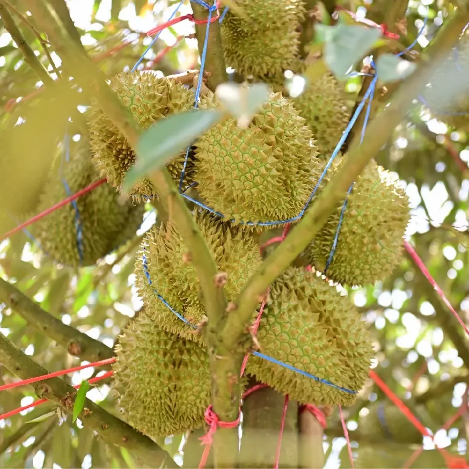 พาณิชย์ลุยจันทบุรี ปั้นทุเรียนคุณภาพ ผนึก TikTok เร่งขายออนไลน์ ดันส่งออกยกแผง