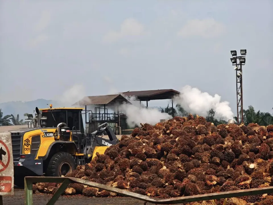 ดีเดย์ งดส่งออกน้ำมันปาล์มวันแรก ราคาไม่สะดุด ยังพุ่ง 9 บาท/กก.