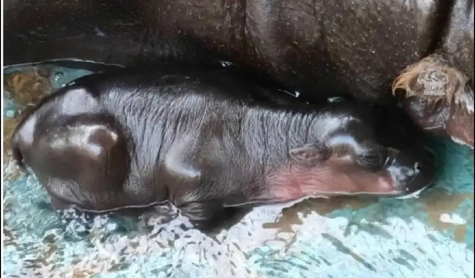 "แม่หมูกรอบ" คลอดแล้ว หลานสาวหมูเด้งตัวตึงใหม่ สวนสัตว์โคราช (มีคลิป)