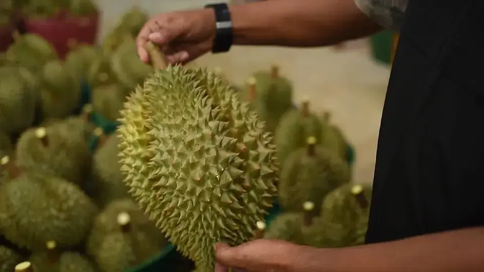 เกษตรฯ ลุยเชือด “ทุเรียนอ่อน” เฉียด 7 ตัน!ขู่ฟันล้งผิดซ้ำพัก-ถอนใบอนุญาตทันที