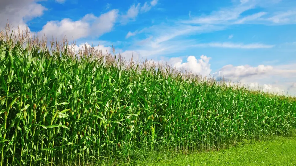 แก้ปัญหาฝุ่น  PM2.5 ให้ตรงจุด อย่าหยุดมองแค่ 'ภาคเกษตร'