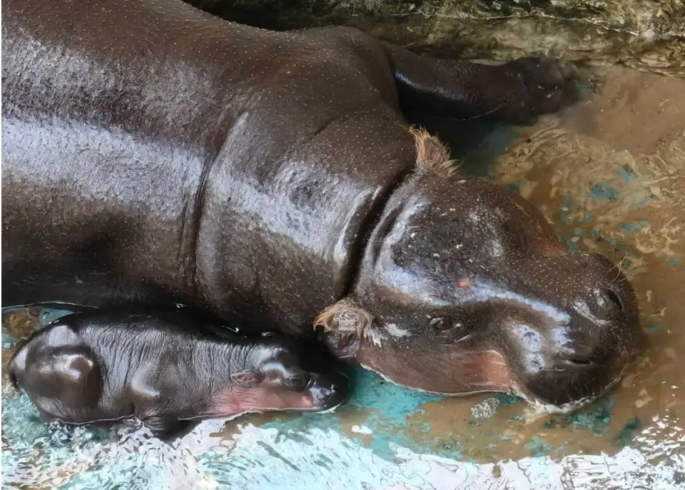 "แม่หมูกรอบ" คลอดแล้ว หลานสาวหมูเด้งตัวตึงใหม่ สวนสัตว์โคราช (มีคลิป)