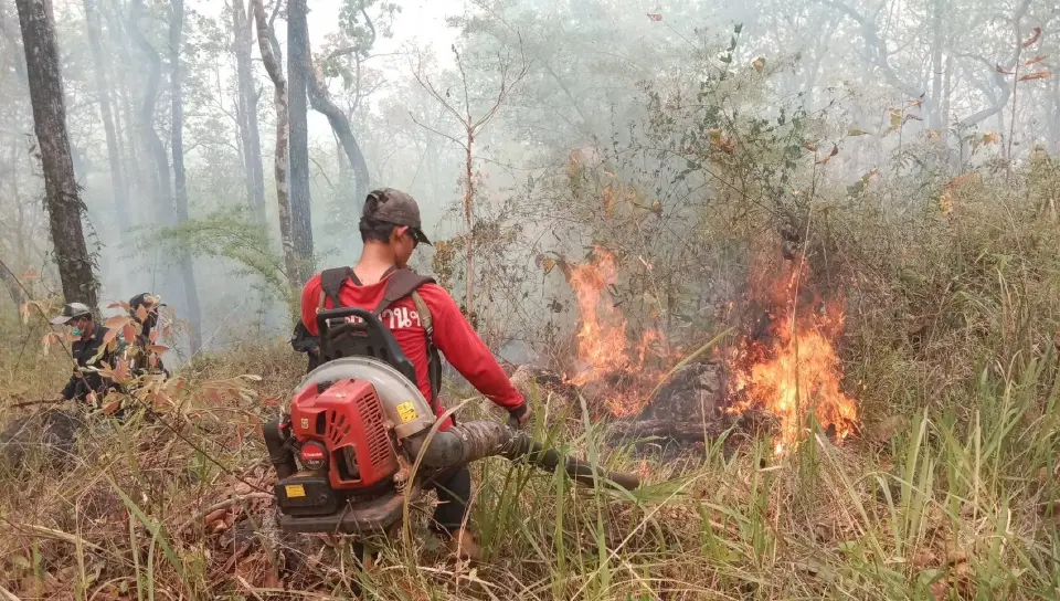 งดเผาเด็ดขาด