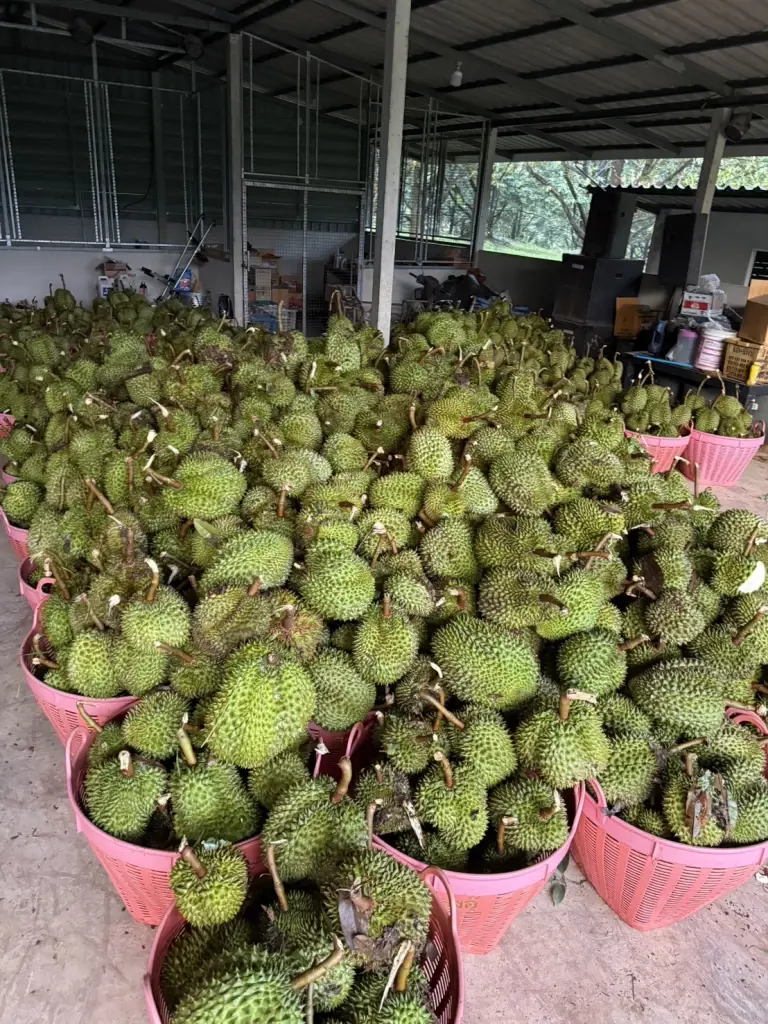 พาณิชย์ จับตาทุเรียนสวมสิทธิ์ ลั่นคุมเข้มส่งออกทุกตู้