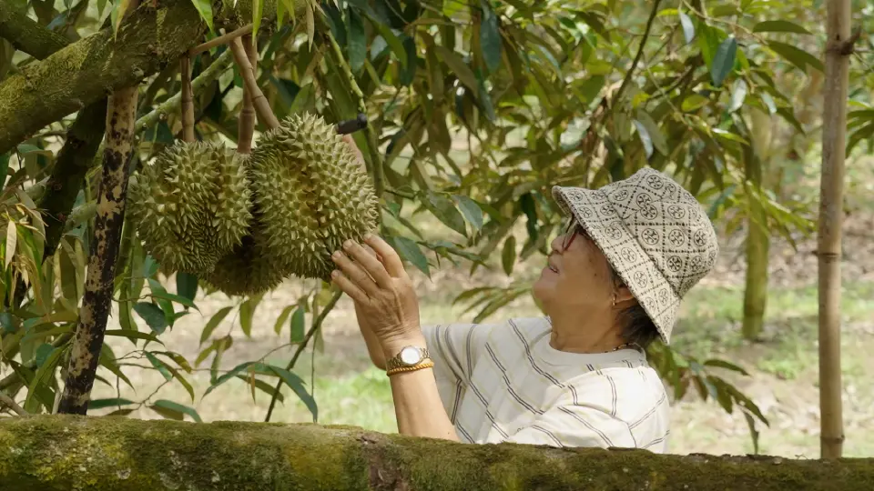 ทุเรียนไทยโตแรง ไลฟ์คอมเมิร์ซดันยอดขาย โลจิสติกส์เร่งขยายกำลังรับออเดอร์