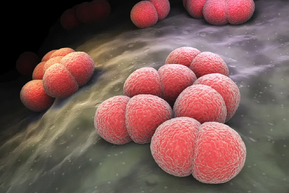 ไข้กาฬหลังแอ่นเป็นโรคติดเชื้อเฉียบพลันจากแบคทีเรีย Neisseria meningitidis 