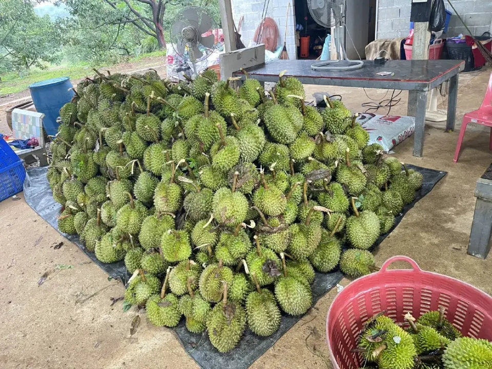 'สุริยะ' สั่งด่วน! ช่วยสวนทุเรียนจันทบุรี รับมือพายุฤดูร้อนถล่มภาคตะวันออก