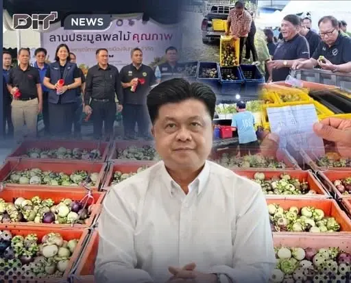 พาณิชย์ เปิดลานประมูลมังคุดจันทบุรี สร้างอำนาจต่อรองเกษตรกร ได้ราคาตามคุณภาพ