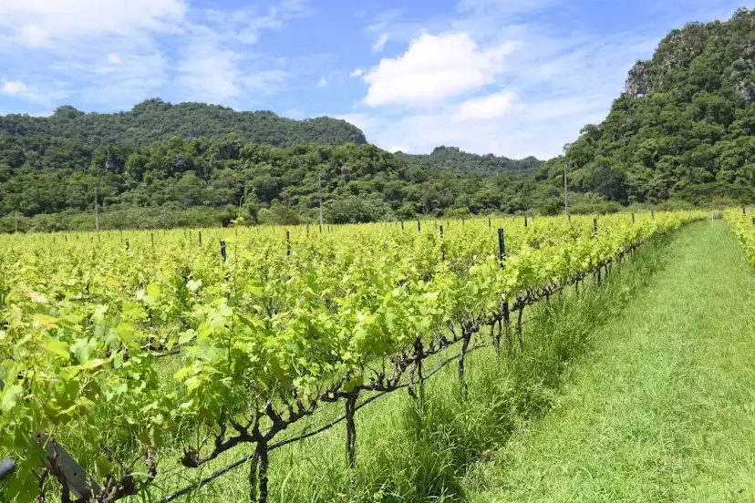บรรยากาศสวนองุ่น GranMonte Vineyard &amp; Winery อำเภอปากช่อง 