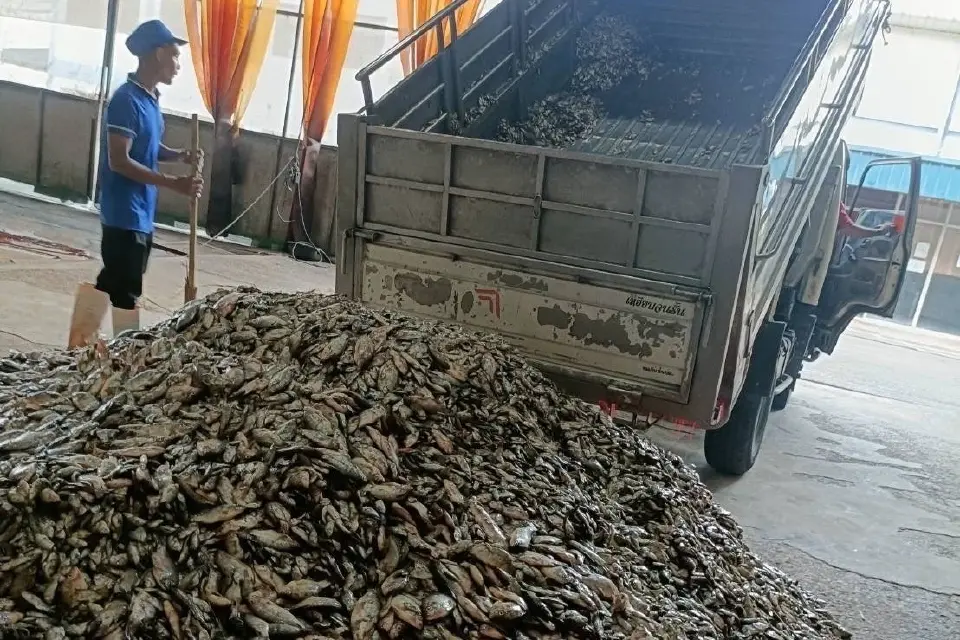 แห่นำ“ปลาหมอคางดำ”ส่งขายโรงงานปลาป่นสมุทรสาคร-รับซื้อไม่อั้น