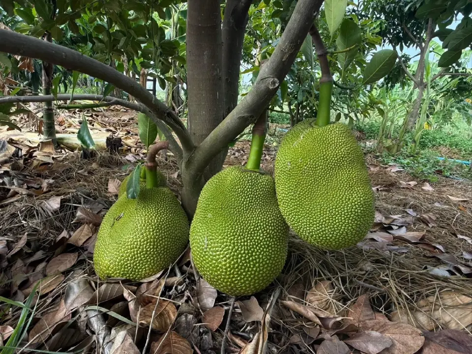 ทิ้งเก้าอี้ผู้บริหาร ใช้ชีวิตคาวบอยวัยเกษียณ ลุยสวนสุขใจ