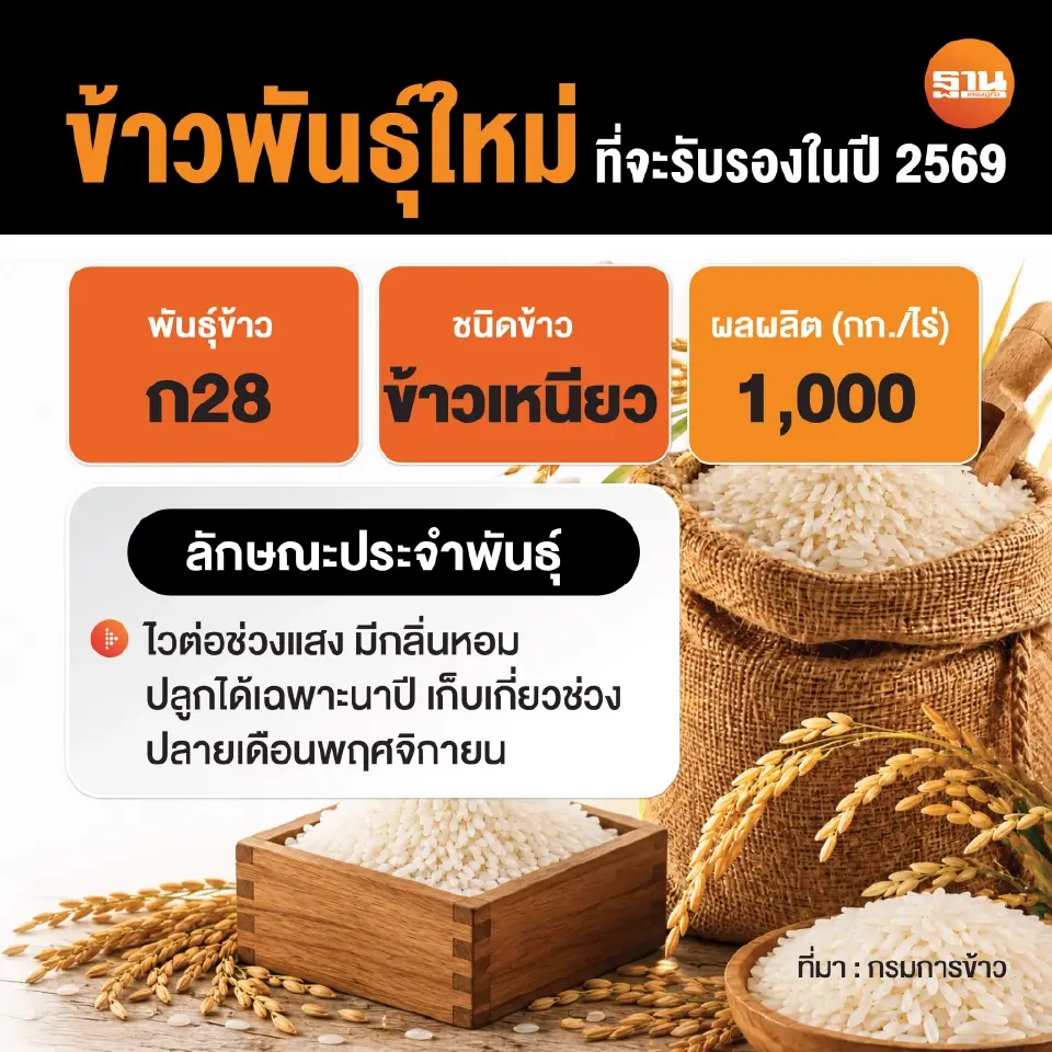 พันธุ์ข้าว กข28