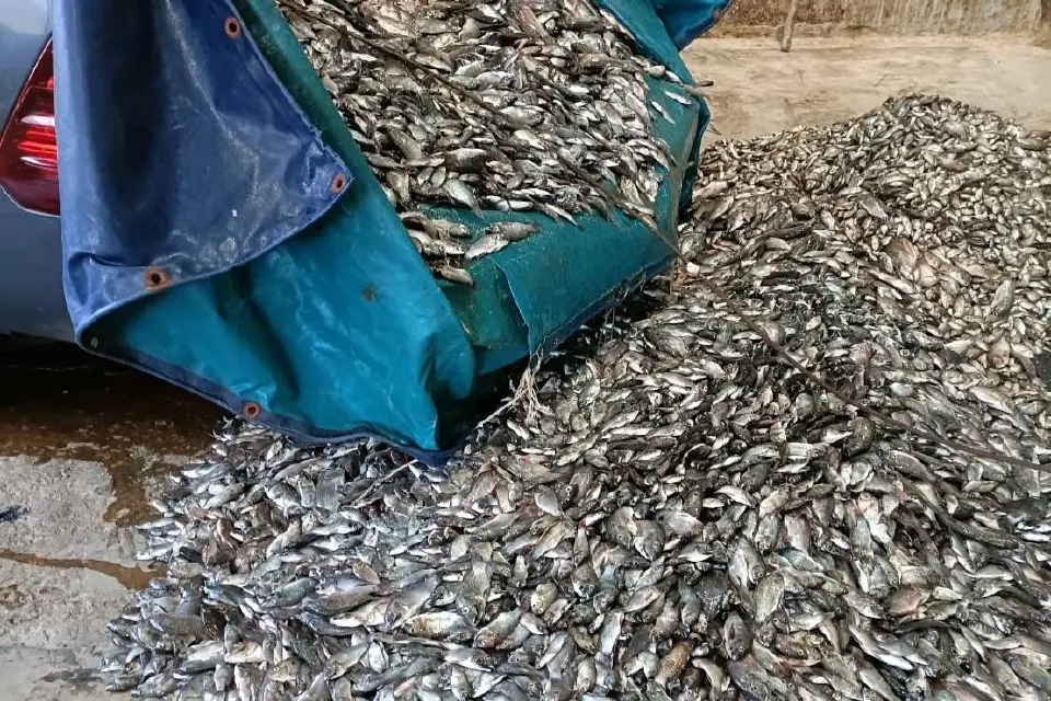 แห่นำ“ปลาหมอคางดำ”ส่งขายโรงงานปลาป่นสมุทรสาคร-รับซื้อไม่อั้น