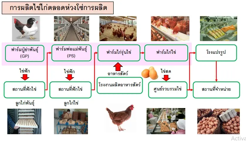 การผลิตไข่ไก่ตลอดห่วงโซ่การผลิต