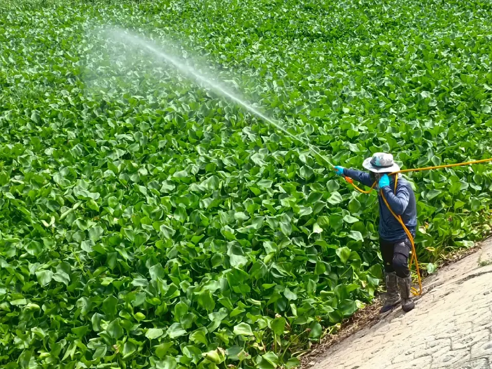 ชลประทานปั้นนวัตกรรมสีเขียว พลิกเกมกำจัดผักตบชวา สู่ Smart Irrigation