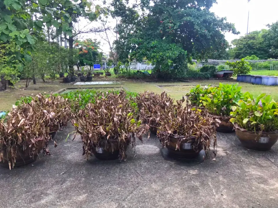 ชลประทานปั้นนวัตกรรมสีเขียว พลิกเกมกำจัดผักตบชวา สู่ Smart Irrigation