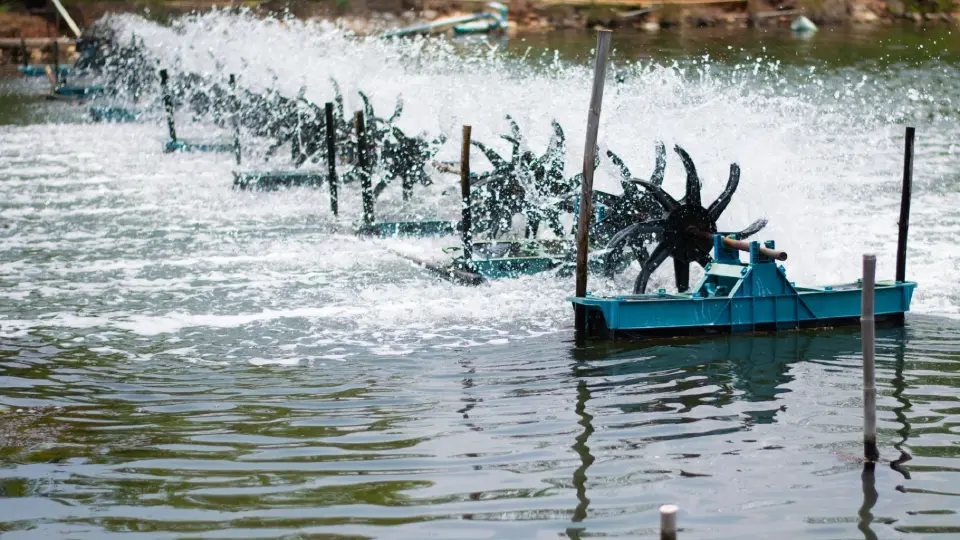 กุ้งไทยติดโรค ฉุดผลผลิต 2.5 แสนตัน จี้รัฐเร่งแก้เป็นวาระแห่งชาติ