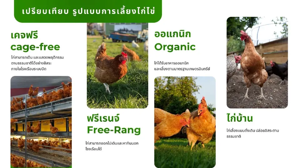วาระร้อน Egg Board จ่อไฟเขียว “รายใหม่” นำเข้าพ่อแม่พันธุ์ไก่ไข่ Cage-Free รายแรกไทย