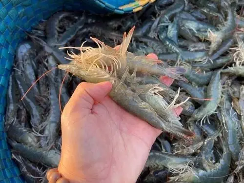 อุตสาหกรรมสัตว์น้ำไทย...พร้อมรับมือโลกที่เปลี่ยนไปแล้วหรือยัง?