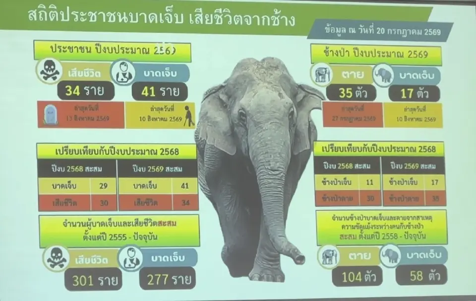 ‘กุลวลี’ ไม่ถอย เร่งแก้เงินเยียวยาช้างป่าล่าช้า ลดขั้นตอนเหลือ 30 วัน